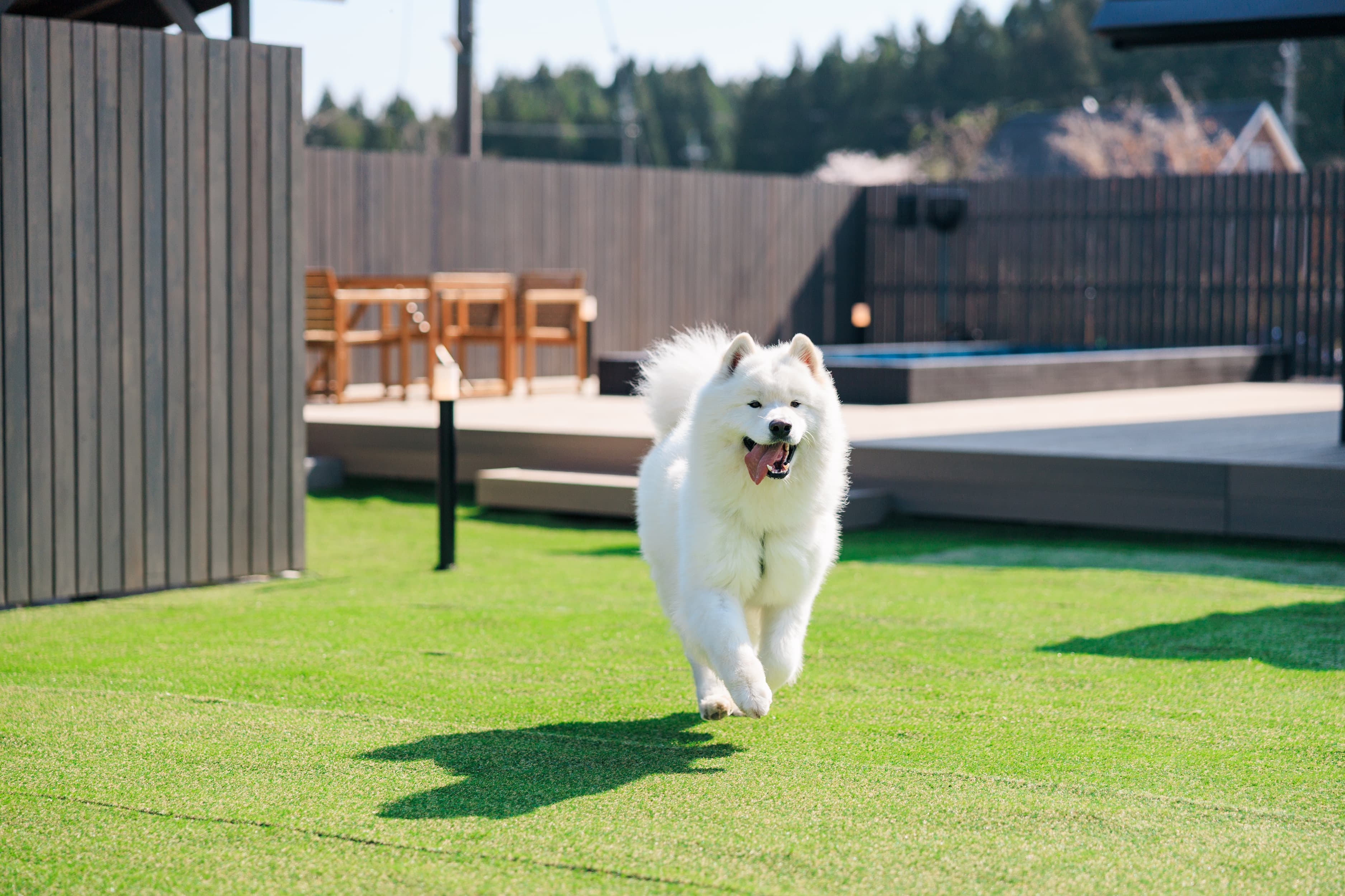 愛犬同伴・ドッグラン